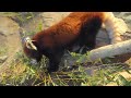 2013年12月14日 多摩動物公園 レッサーパンダ ルンルン tama zoological park red panda runrun