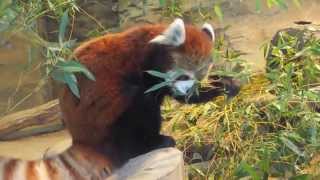 2013年12月14日 多摩動物公園 レッサーパンダ ルンルン Tama Zoological Park Red Panda Runrun