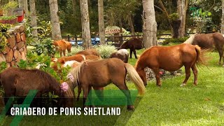 Criadero de ponis Shetland - TvAgro por Juan Gonzalo Angel Restrepo