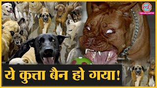 Pitbull और Rottweiler कुत्ते ने अब किसी को काटा तो मालिक की खैर नहीं | Kanpur Pitbull Cow