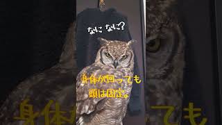 ふくろう 頭と体を別々に動かす owl controls its head/body separately #shorts #アフリカワシミミズク #フクロウ #owl #ふくろう #ペット #癒し