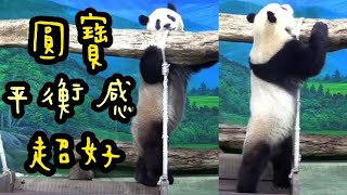 圓寶站在鞦韆找點心，鞦韆搖搖晃晃，圓寶平衡感好|熊貓貓熊The Giant Panda Yuan Yuan and Yuan Bao|台北市立動物園