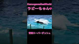 ラビーちゃん大洪水!(^^)! #shorts 鴨川シーワールド シャチ Kamogawa Sea World