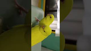 インコ兄弟の毛づくろい#セキセイインコ