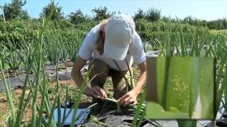 Integrated Pest Management (IPM) Scouting in Vegetable Crops