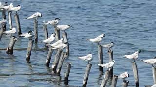 Sandwich and Common Terns roosting at Pomorie Lake. Pomorie, Bulgaria 16 July 2023.