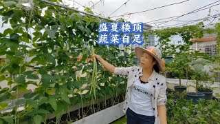 蔬菜涨价豇豆8块一斤？三妹家楼顶蔬菜自足，网友羡慕了