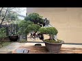 🙀盆栽bonsai😱大宮盆栽美術館・さいたま市🤣 12m11s premier 🙀bonsai😱omiya bonsai museum saitama city🤣 12m11s