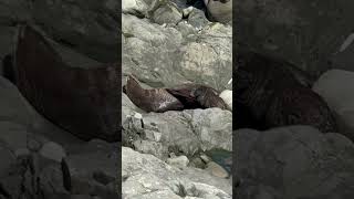 Fur seals @the Kaikoura Peninsula Walkway New Zealand full