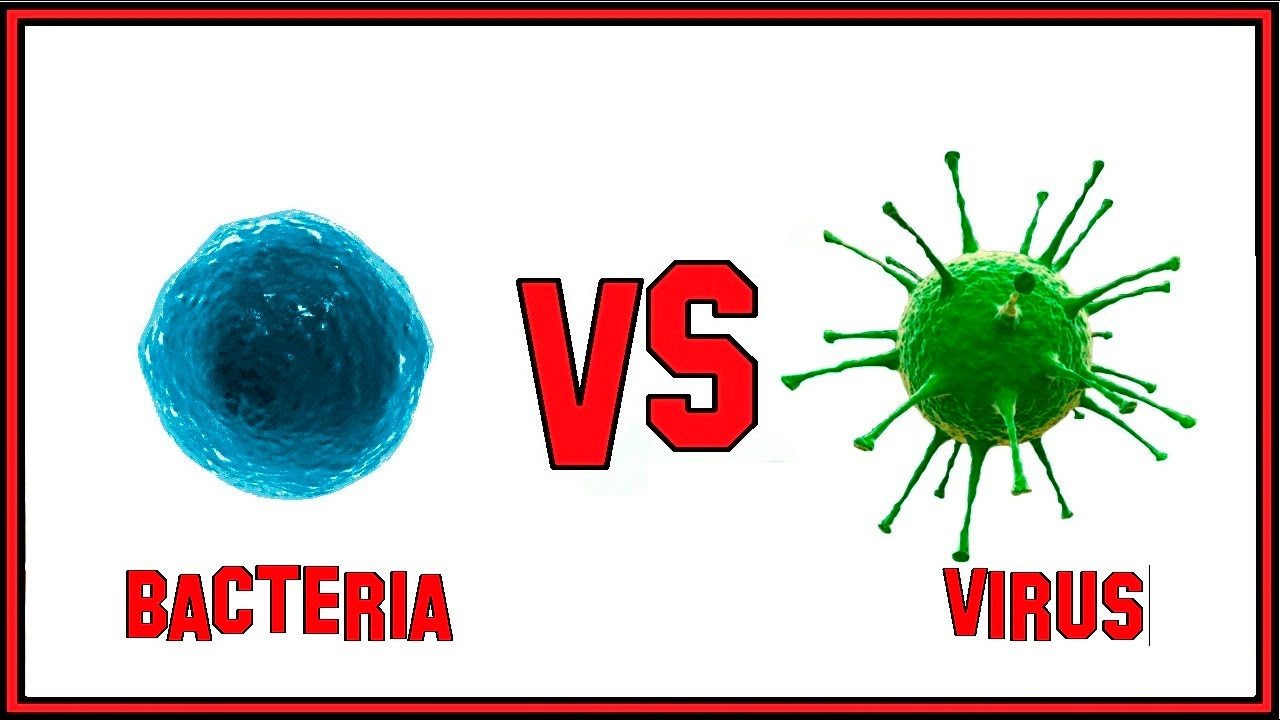 La Diferencia Entre Bacteria Y Virus. - YouTube