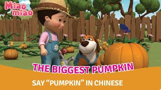 Learn Chinese for Children with Miaomiao Ep.97—Biggest Pumpkin