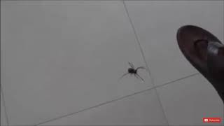 This will happen if you kill a pregnant spider 🕷