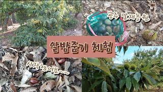 2024년 밤줍기 체험 다녀왔어요! - 공주 말재농원