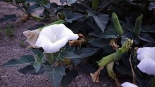 Datura wrightii (aka, Sacred Datura, Jimsonweed, Sacred Thorn Apple)