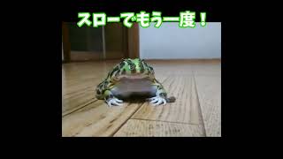 #shorts ツノガエルのナイスキャッチ餌やり　A movie that feeds a horned frog.