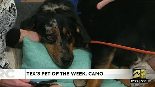 Pet of the week: Camo