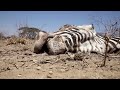 warning graphic content – kenya reveals how much wildlife drought killed