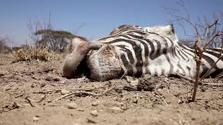 WARNING: GRAPHIC CONTENT – Kenya reveals how much wildlife drought killed