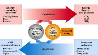 7. Bioenergetics, Glycolysis and Citric acid cycle ชีวเคมีลาดกระบัง