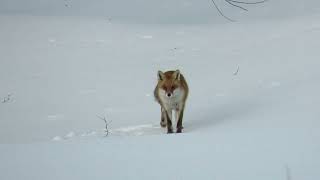 Japanese Red Fox walking on snow／雪上を歩くキツネ