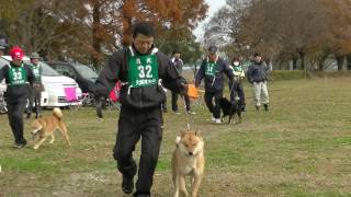 北海道犬保存会　北関東支部展覧会　若犬牡組　特良１席　伯光