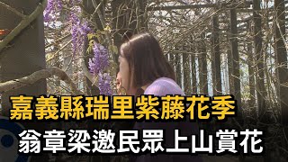 嘉義縣瑞里紫藤花季　翁章梁邀民眾上山賞花－民視新聞