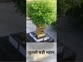 हर घर के आंगन में तुलसी रहती तुलसी बड़ी महान @shorts @trending @ytshorts @viral.