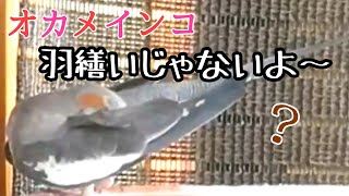 オカメインコぽぽちゃんの発情のポーズ変？？