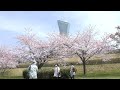 【ふくしま桜紀行】三崎公園　2minダイジェスト