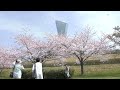 【ふくしま桜紀行】三崎公園　2minダイジェスト