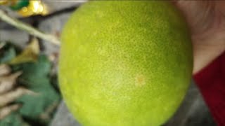 আজ ছাদ বাগান থেকে কি কি হার্ভেস্ট করেছি #viralvideo #rooftopgarden  #rooftopvegetablegarden