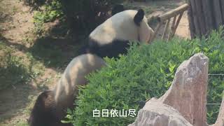 Panda Jinhu VS Feiyun in Dalian wild animal zoo