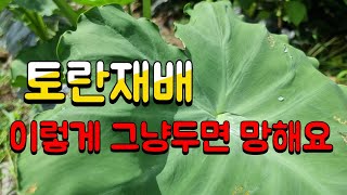 토란 이렇게 두면 망합니다. 토란 다수확방법. 8월에 해야할 3가지 방법