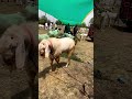 gandhinagar bakra mandi malwa bakraeid mandi qurbani bakramandi kota whiteeyes gulabi