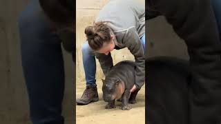 Latke wasn’t in the mood to walk himself to the scale. #babyhippo #hippo #babyhippo #hippo #hippos