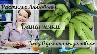 Комнатный банан - уход в домашних условиях