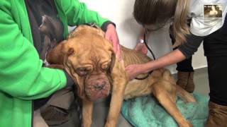 Kattenmand Asiel DierenLotDierenambulance bordeaux dog