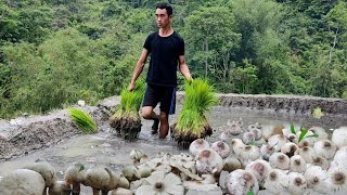 Naga village life of secret wild mushroom harvesting and cooking in paddy field