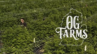 OG Farms Tour: Exclusive Tour of Michigan's HUGE Outdoor Cannabis Grow