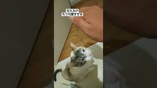 約20年間、犬派だった私が猫派になった訳#short#猫#ネコ#愛猫