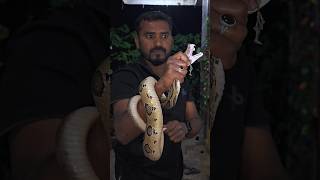 #Indian #Rasell's viper Rescue|| ☠️ రక్తపింజర కాటుకు కతం