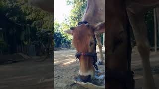 😱 Respect 😱 Cow 🐄 Sail || Who Is Tha Best Cow 🐄 #Amazing #Cow #viral