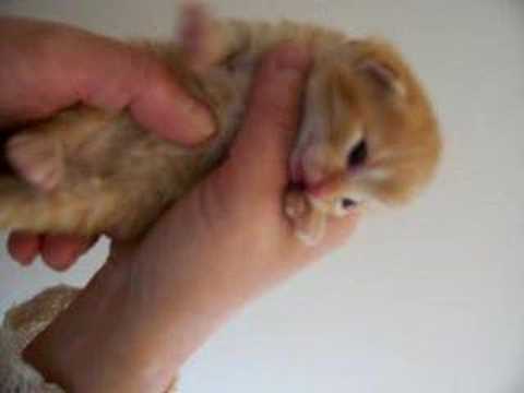 Crying Kitty Youtube