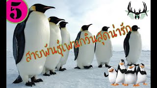 5 สายพันธุ์เพนกวินสุดน่ารัก [สาระพูดไปเรื่อย]