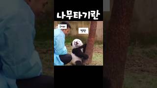 나무타기하는 어릴적 멍란 #다판다 #panda #판다