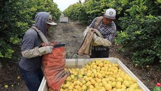 como se pisca el limon  (muy facil)