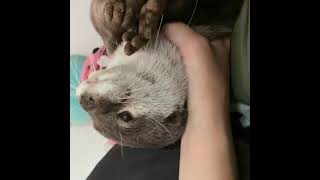 Princess Otter Qoo demanding for Head massage  from Mommy 😂🦦|Cute Otter