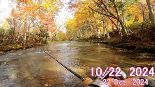 思っていたより釣れた日！（Many trout than I expected !)