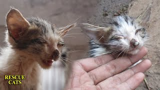 母親を亡くして目も開けられず、捨てられた子猫を救出する