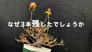 【KED8】徒長枝を残した理由は？ #盆栽 #bonsai